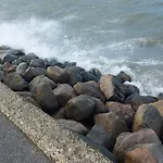Lachmöwe