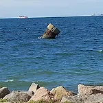Lachmöwe * Fehmarn